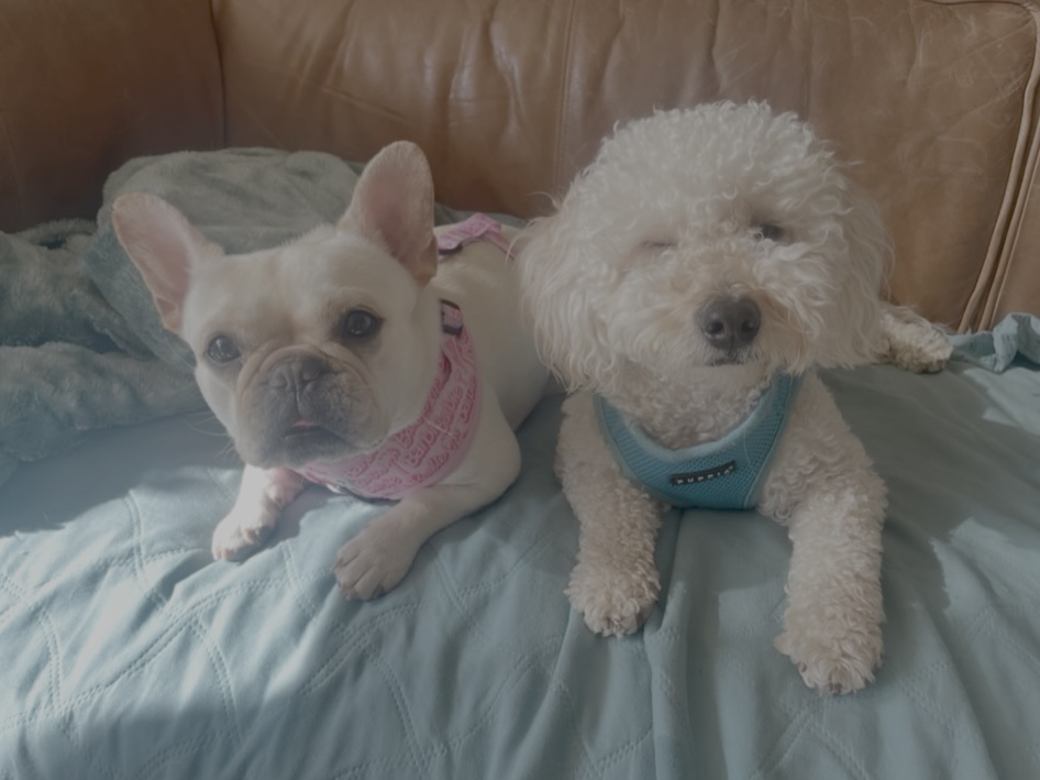 Building Pup Intros