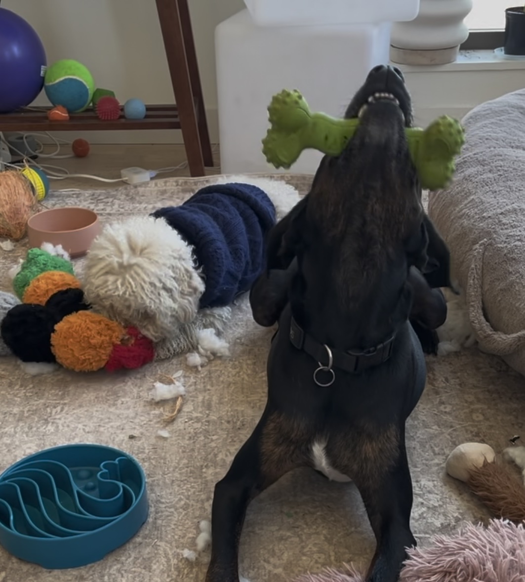 Puppy Kindergarten